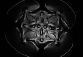 "Anemone Temple", dir. Justyna Pazdan<br />