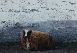 „BOŻA ŁASKA”, REŻ. KRISTJÁN LOÐMFJÖRÐ