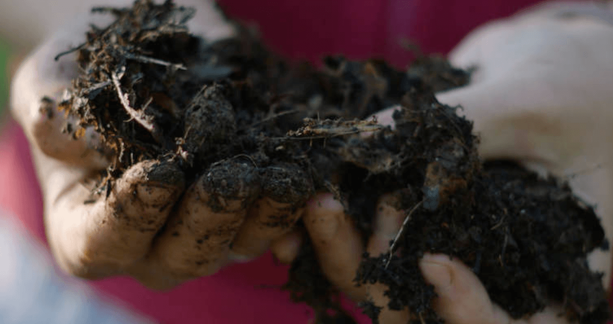 THE SOIL