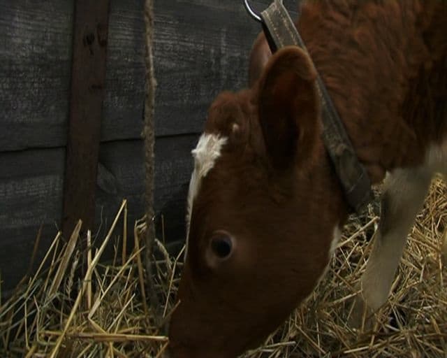 THE CALF