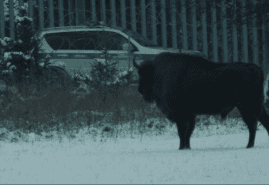 „BLOODLINE” WYGRYWA WE WŁOSZECH